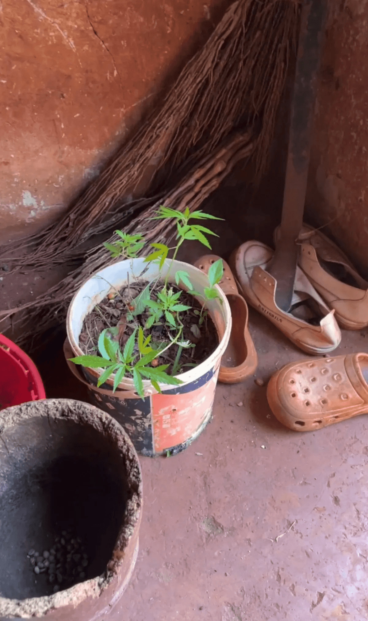 家門口附近生長的野生藥草