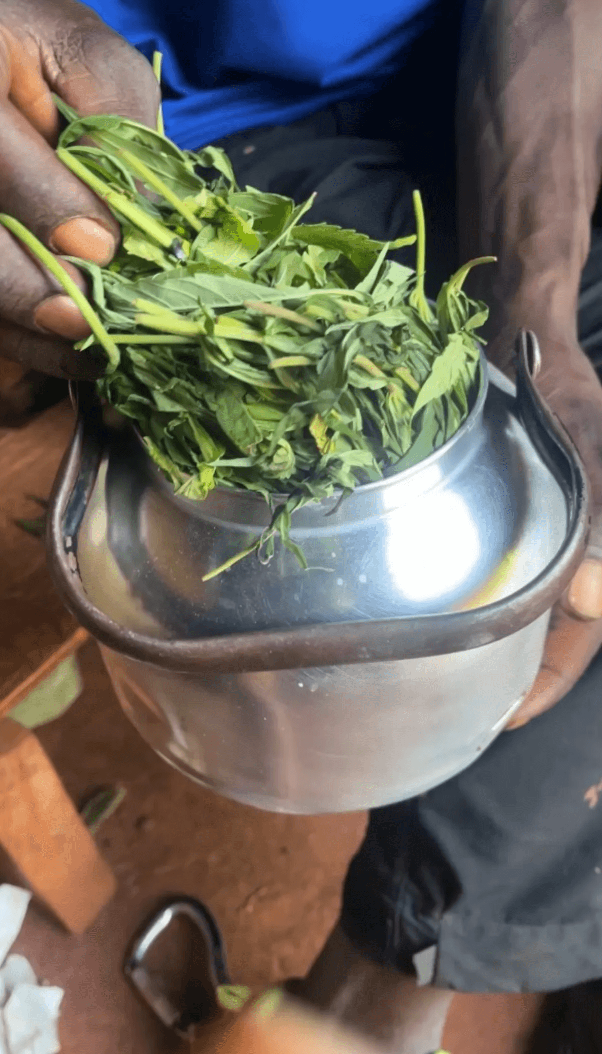 剛採摘下來的藥草葉